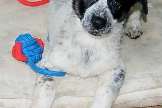 Młodziutkie psie dziecko Rocky,  dolnośląskie Wroc