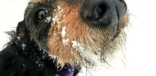 8 letni Baks pokocha Cie na wiosnę :), mazowiecki