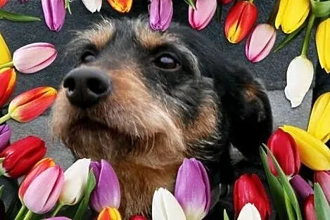 8 letni Baks pokocha Cie na wiosnę :),  mazowiecki