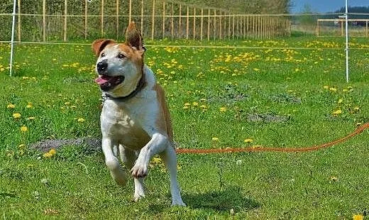 Możesz zmienić los kochanego Edka w typie pitbulla
