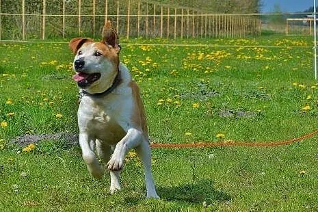 Możesz zmienić los kochanego Edka w typie pitbulla