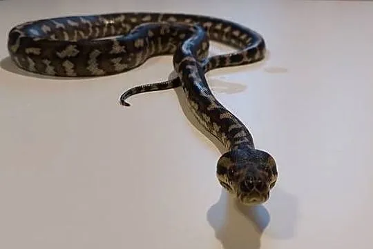 Morelia Spilota Samiec