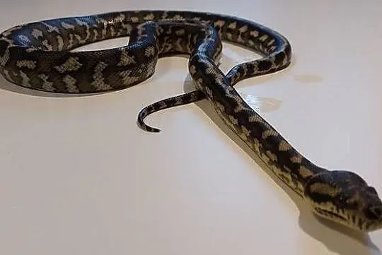 Morelia Spilota Samiec, Śląskie, Tychy