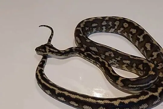 Morelia Spilota Samiec, Śląskie, Tychy