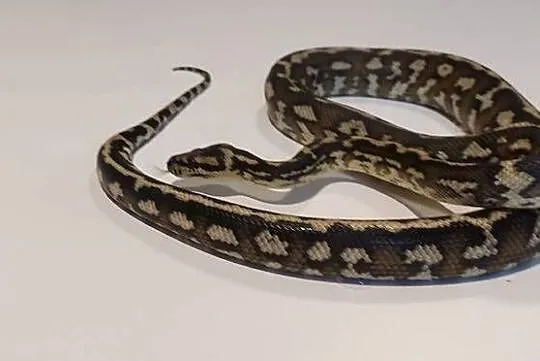 Morelia Spilota Samiec, Śląskie, Tychy