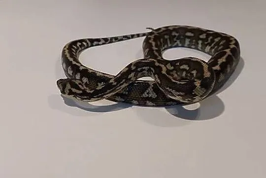 Morelia Spilota Samiec, Śląskie, Tychy