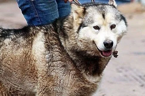 Nevada - cudowna malamutka od 4 lat w schronisku, 