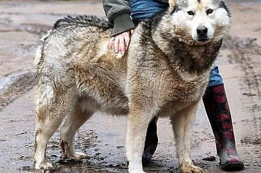 Nevada - cudowna malamutka od 4 lat w schronisku, 