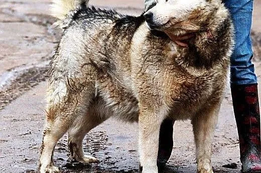 Nevada - cudowna malamutka od 4 lat w schronisku, 