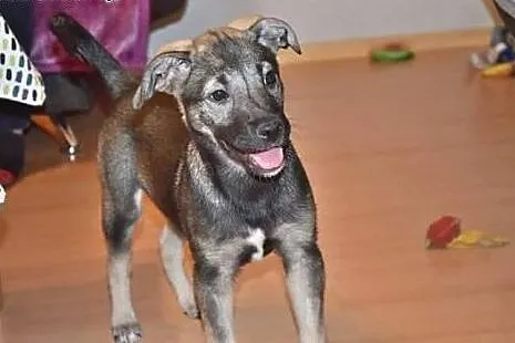 Fijka 4 miesięczna sunia marzy o kochającym i odpo