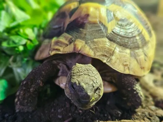 Oddam w dobre ręce 5-letniego żółwia greckiego z Gdańska