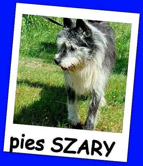 Duży 35 kg, pies SZARY, energiczny, przyjacielski,