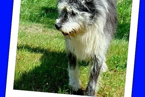 Duży 35 kg, pies SZARY, energiczny, przyjacielski,kontaktowy_Adopcja_