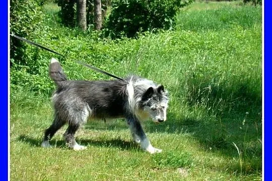 Duży 35 kg, pies SZARY, energiczny, przyjacielski,