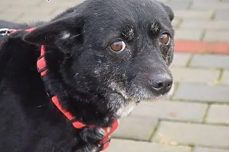 Mniszka - mała suczka do adopcji,  Kundelki cała Polska