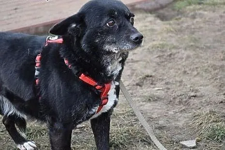 Mniszka - mała suczka do adopcji,  Kundelki cała P