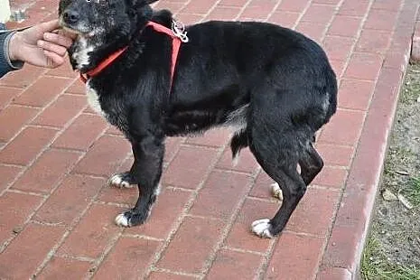Mniszka - mała suczka do adopcji,  Kundelki cała P