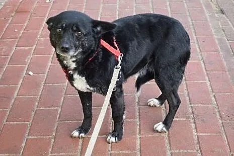 Mniszka - mała suczka do adopcji,  Kundelki cała P