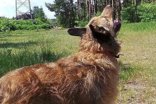 Cudny Rajder 23 kg miłości z ogonem czeka na kocha