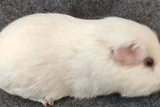 Świnka morska cavia self gładkowłosa US Teddy z hodowli, Śląskie, Dąbrowa Górnicza