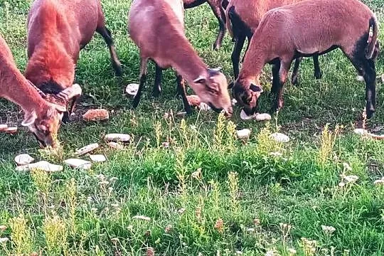 Owce kameruńskie