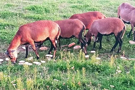 Owce kameruńskie, Łódzkie, Łęczyca