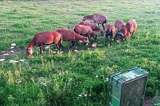 Owce kameruńskie, Łódzkie, Łęczyca