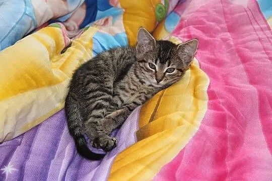 7 tygodniowy kocurek szuka domu