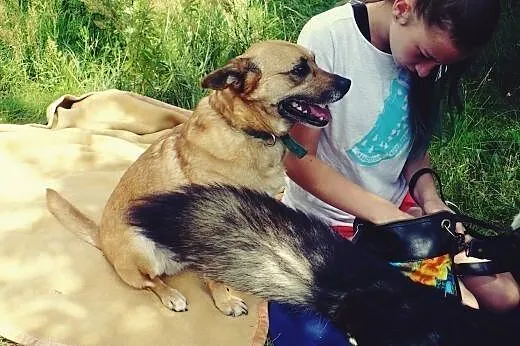 Wedel - sympatyczny rudzielec do adopcji,  wielkop