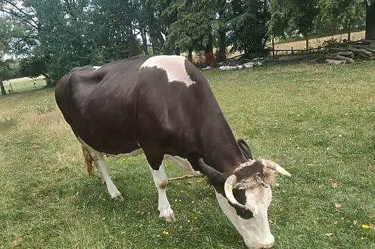 Sprzedam krowę cielną