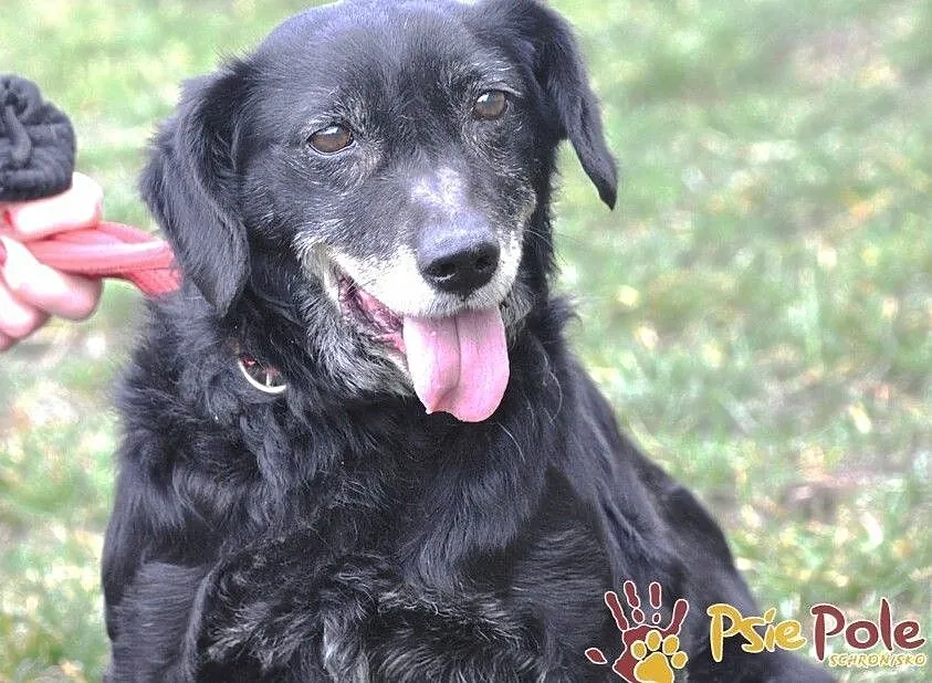 MORELLI-super kochany, wspaniały, uroczy, bardzo pogodny mały psiak-adopcja, Małopolskie, Kraków