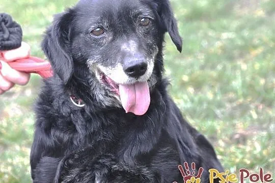 MORELLI-super kochany, wspaniały, uroczy, bardzo pogodny mały psiak-adopcja, Małopolskie, Kraków