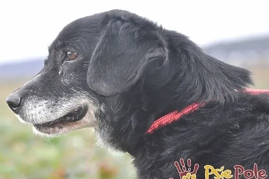 MORELLI-super kochany, wspaniały, uroczy, bardzo pogodny mały psiak-adopcja, Małopolskie, Kraków