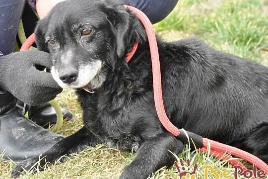 MORELLI-super kochany, wspaniały, uroczy, bardzo pogodny mały psiak-adopcja, Małopolskie, Kraków