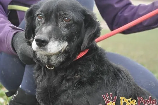 MORELLI-super kochany, wspaniały, uroczy, bardzo pogodny mały psiak-adopcja, Małopolskie, Kraków