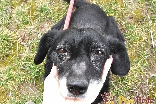 MORELLI-super kochany, wspaniały, uroczy, bardzo pogodny mały psiak-adopcja, Małopolskie, Kraków