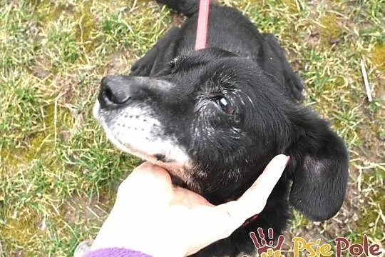 MORELLI-super kochany, wspaniały, uroczy, bardzo pogodny mały psiak-adopcja, Małopolskie, Kraków