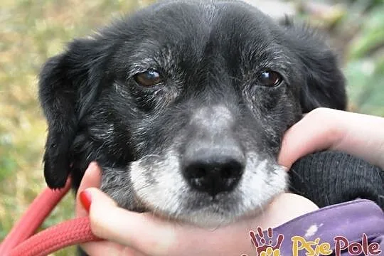 MORELLI-super kochany, wspaniały, uroczy, bardzo pogodny mały psiak-adopcja, Małopolskie, Kraków
