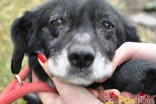 MORELLI-super kochany, wspaniały, uroczy, bardzo pogodny mały psiak-adopcja, Małopolskie, Kraków