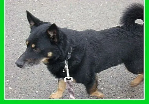 10 kg,jamnikowaty,łagodny,spokojny piesek SERDEL.A