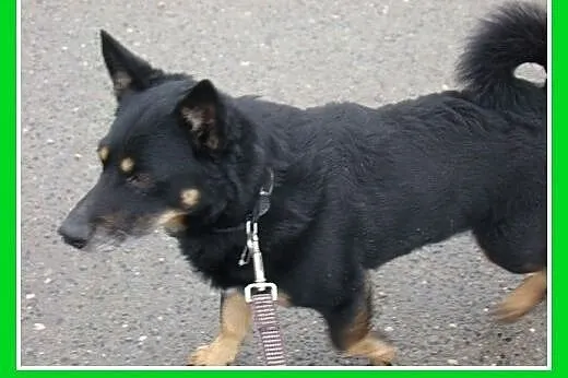 10 kg,jamnikowaty,łagodny,spokojny piesek SERDEL.A