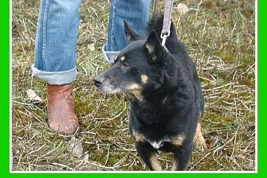 10 kg,jamnikowaty,łagodny,spokojny piesek SERDEL.A