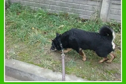 10 kg,jamnikowaty,łagodny,spokojny piesek SERDEL.A