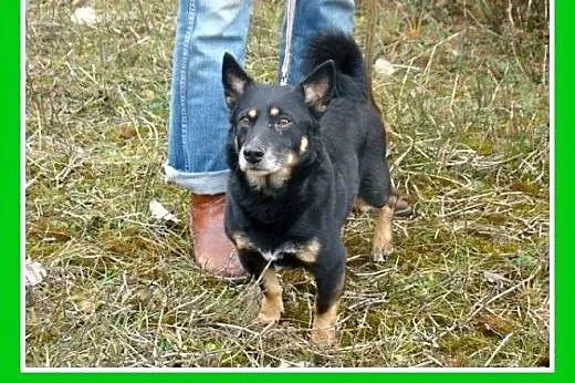 10 kg,jamnikowaty,łagodny,spokojny piesek SERDEL.A