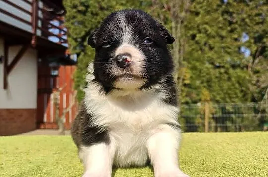 Rasowy Pies Border Collie - TEXAS z pełną dok. z hodowli do rezerwacji
