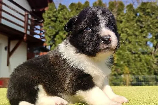 Rasowy Pies Border Collie - TEXAS z pełną dok. z hodowli do rezerwacji, Podkarpackie, Iwonicz