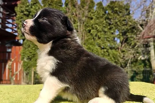 Rasowy Pies Border Collie - TEXAS z pełną dok. z hodowli do rezerwacji, Podkarpackie, Iwonicz