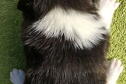 Rasowy Pies Border Collie - TEXAS z pełną dok. z hodowli do rezerwacji, Podkarpackie, Iwonicz