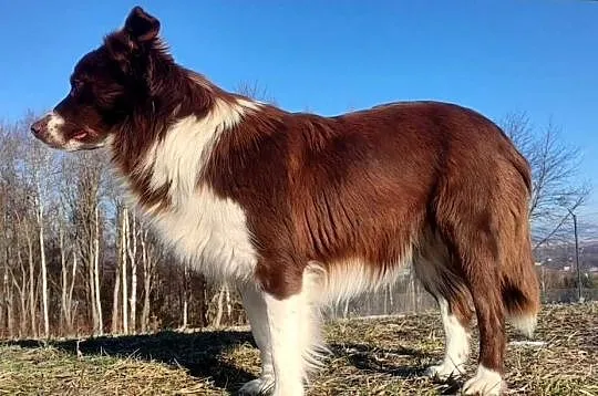 Rasowy Pies Border Collie - TEXAS z pełną dok. z hodowli do rezerwacji, Podkarpackie, Iwonicz