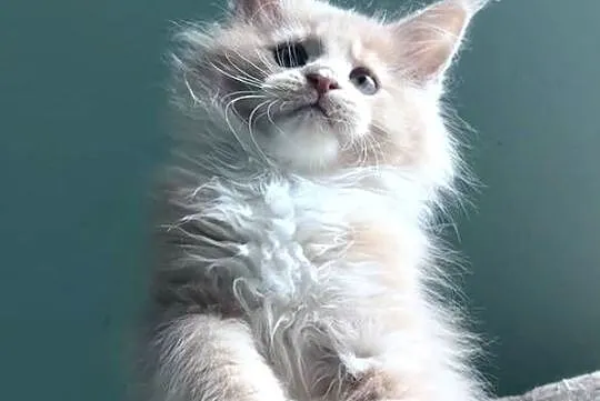 Maine Coon - kocięta po imporcie ! Linia Shaded !